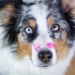 5 Fakten über Brooke - Blue Merle Australian Shepherd Hündin