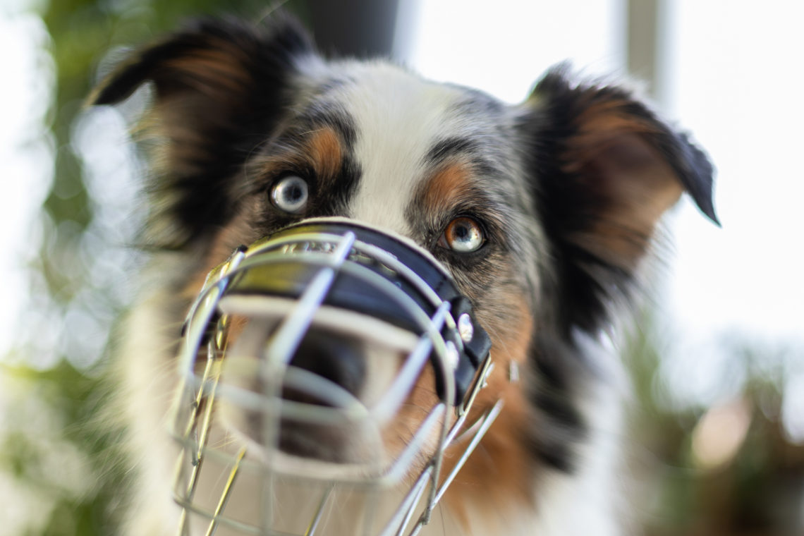 Wenn die eigenen Hunde sich plötzlich streiten