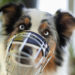 Wenn die eigenen Hunde sich plötzlich streiten