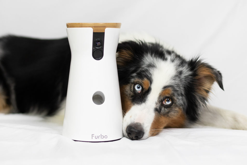 Die interaktive Hundekamera Furbo im Test