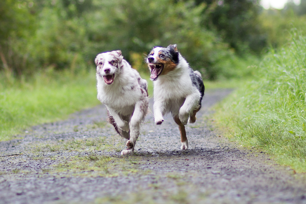 Wenn die eigenen Hunde sich plötzlich streiten