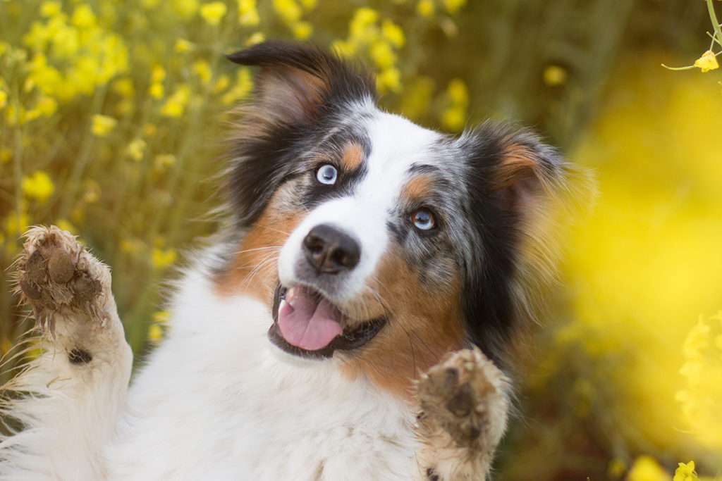 Wie viel kostet ein Hund? Anschaffung und laufende Kosten