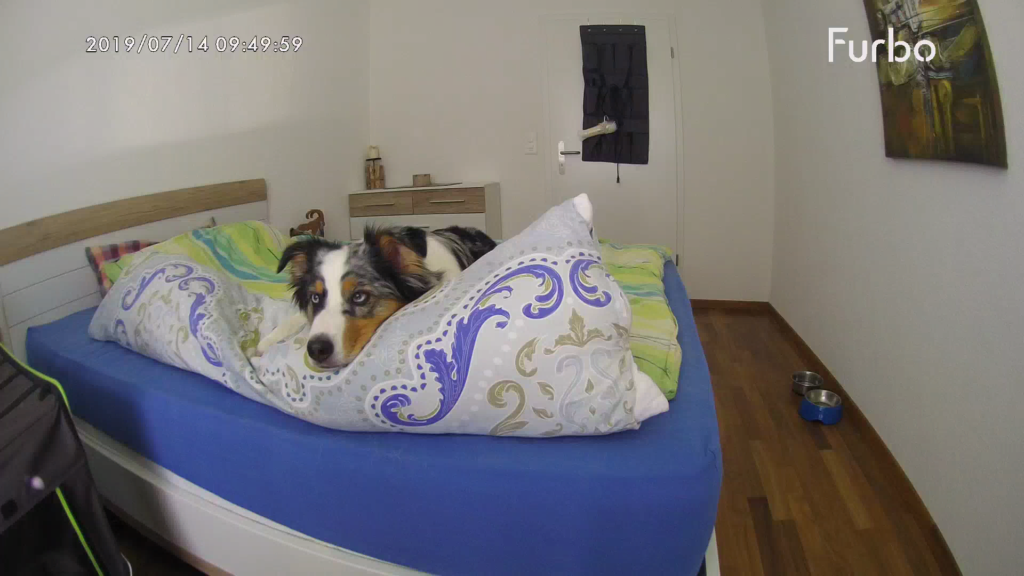 Die interaktive Hundekamera Furbo im Test
