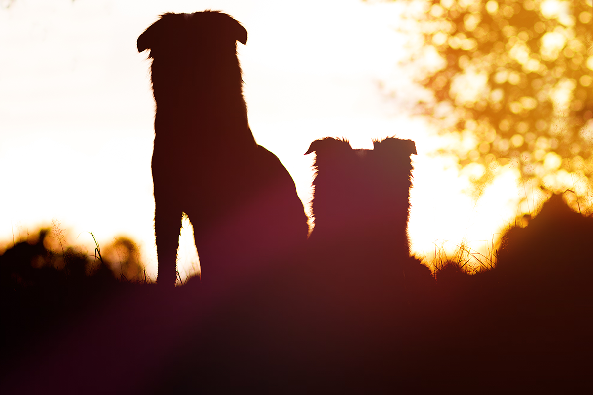 Wenn die eigenen Hunde sich plötzlich streiten