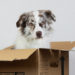 Wohnungssuche mit Hund - ein unmögliches Ding?