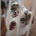 Update Hundebeißerei - 4 Monate danach