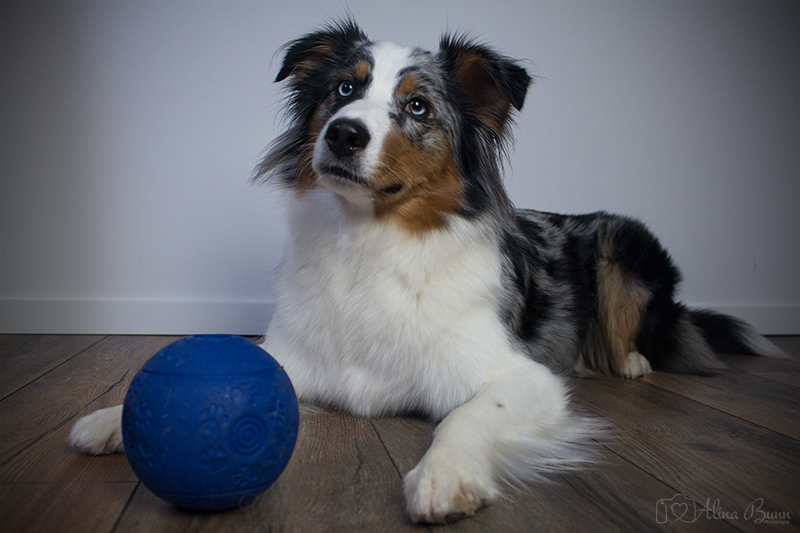 Einfache Beschäftigungsideen für den Hund