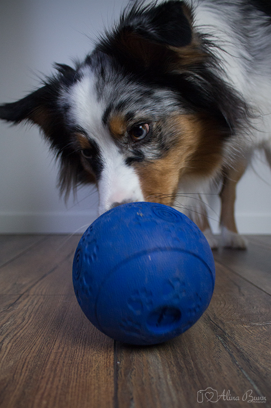 Einfache Beschäftigungsideen für den Hund
