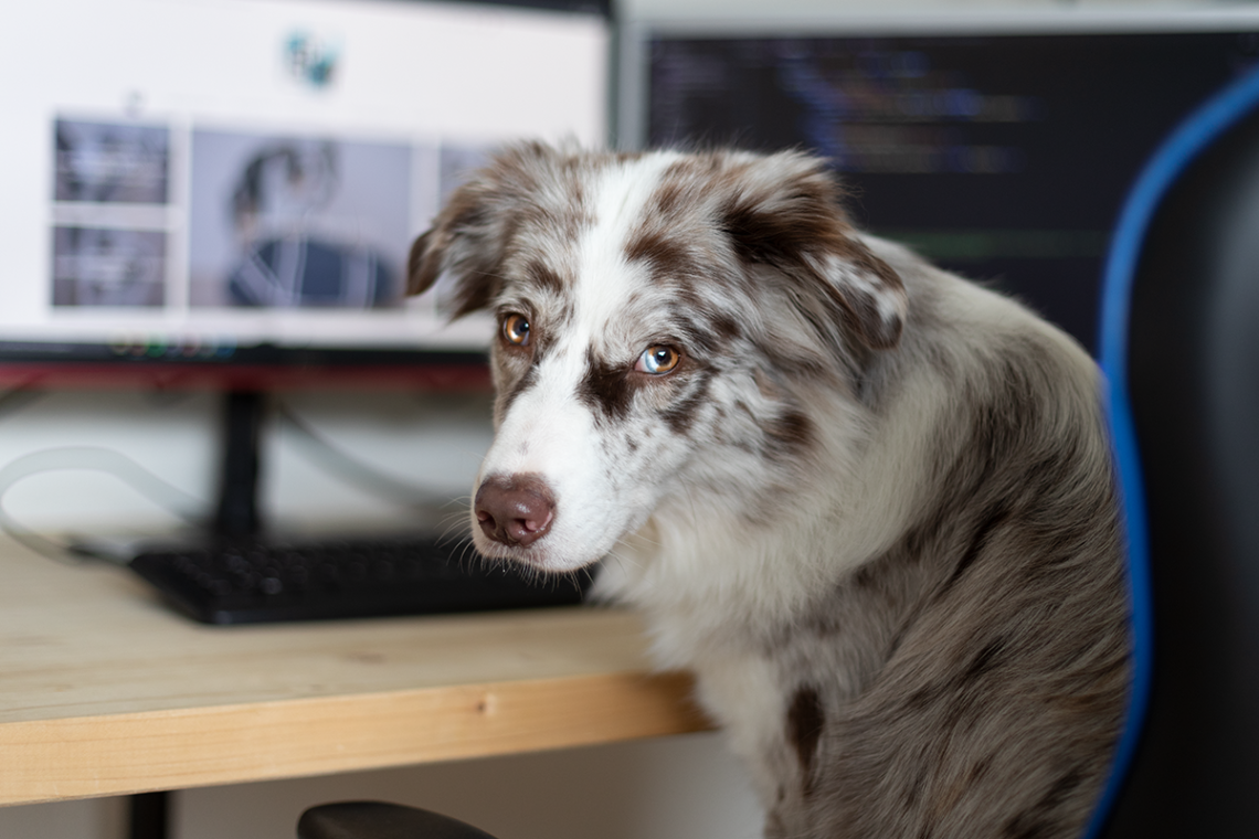 Vollzeit Job und Hund - Kann das gehen?