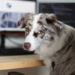 Vollzeit Job und Hund - Kann das gehen?