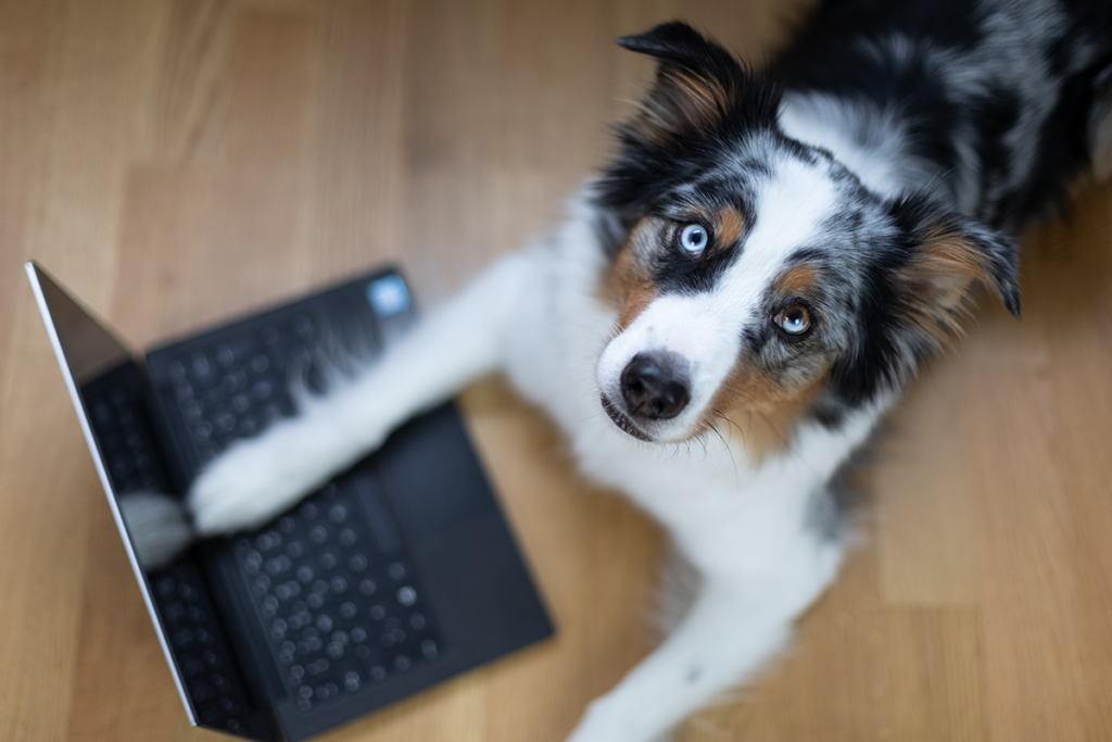 Vollzeit Job und Hund - Kann das gehen?