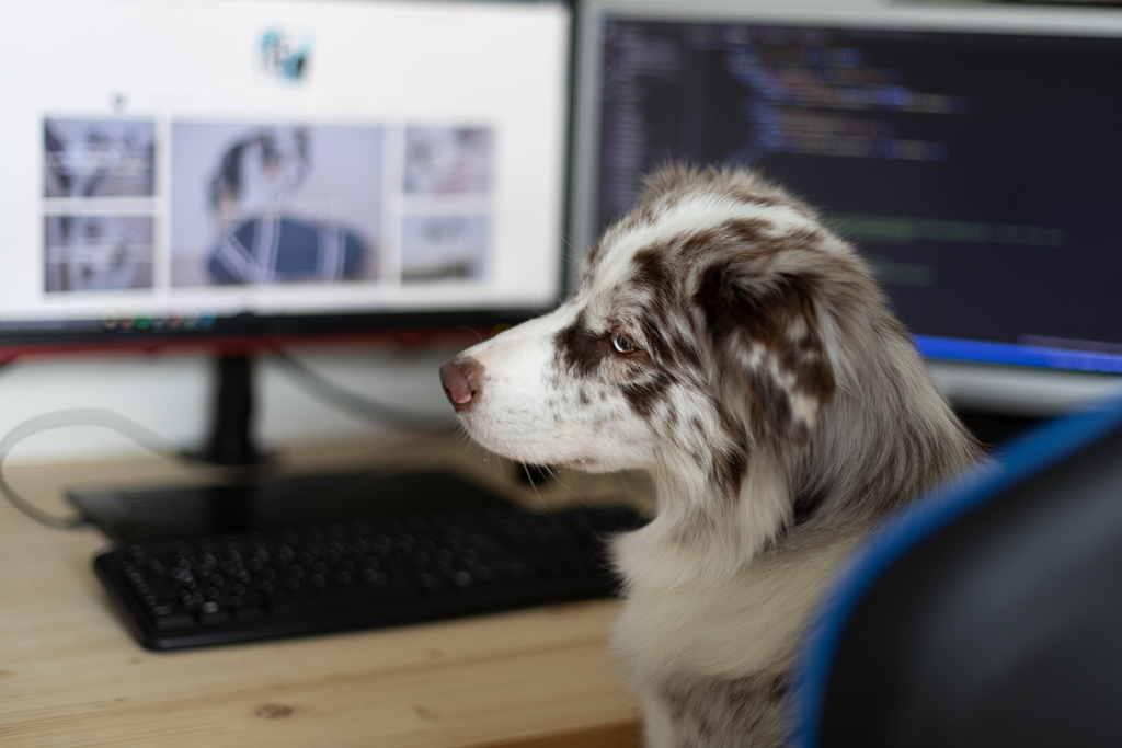 Vollzeit Job und Hund - Kann das gehen?