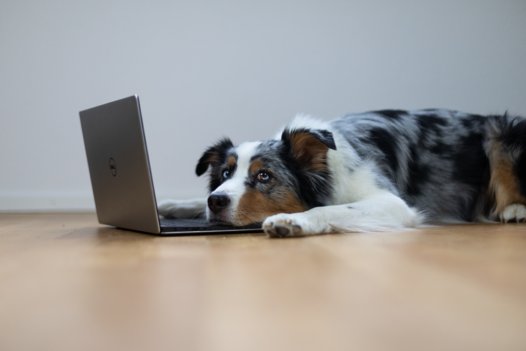 Vollzeit Job und Hund - Kann das gehen?