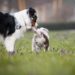So findest Du eine gute Hundepension