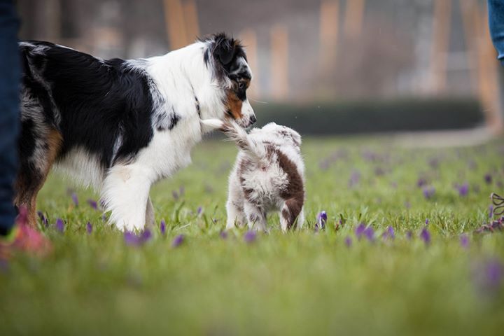 So findest Du eine gute Hundepension