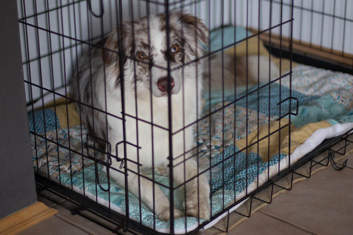 Das Training mit der Hundebox