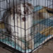 Das Training mit der Hundebox
