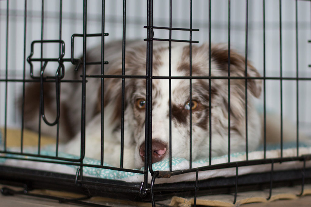 Das Training mit der Hundebox