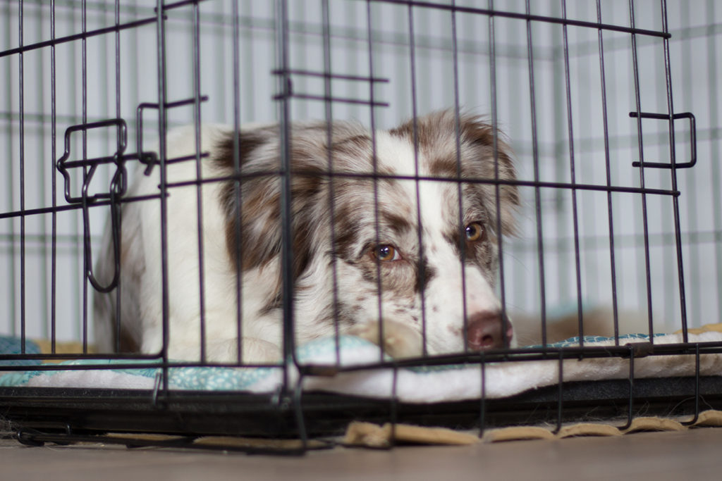 Das Training mit der Hundebox