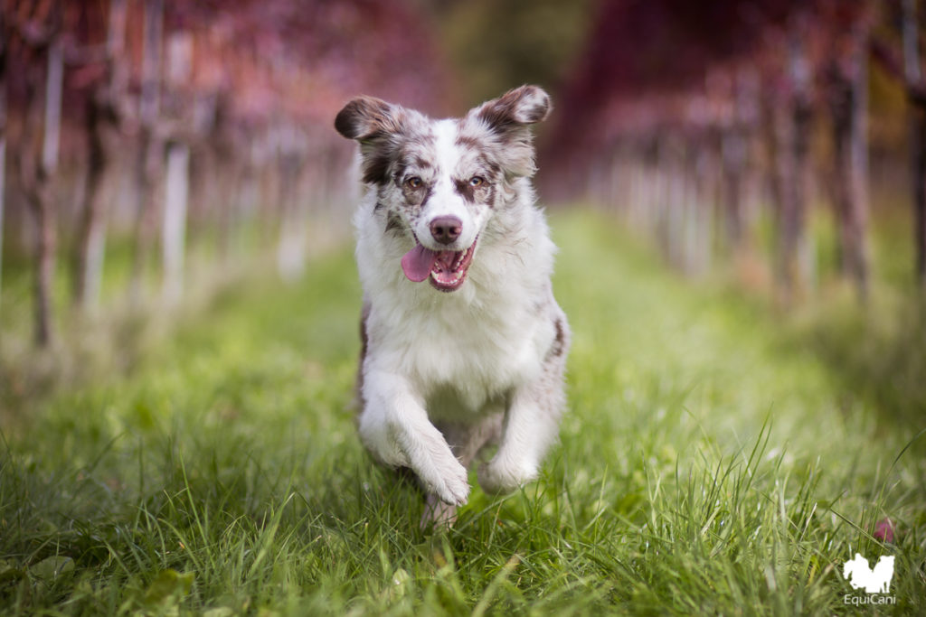 Urlaub mit Hund